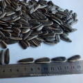 Biggest size Sunflower Seed type 361